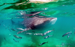 Entourage - this "small" whale shark was happy to stick a... by Robin Bateman 